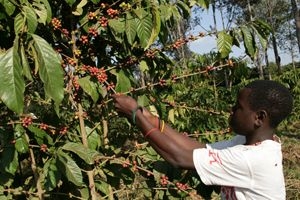 INCA quer aplicação de nova tecnologia na plantação do café