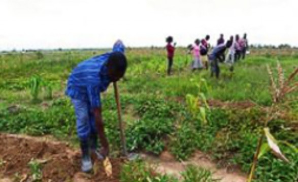 Mais de 30 mil hectares de terra recebem sementeira em Kuvango