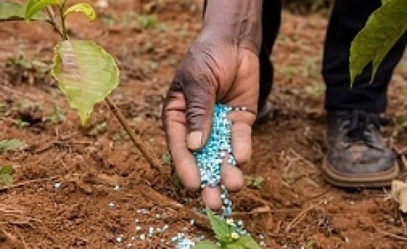 Falta de fertilizantes dificulta produção agrícola no canal do Kafu/Cunene