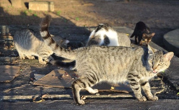 Jovens e adolescentes caçam gatos para saciar a fome em Luanda