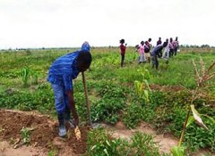 Mais de 30 mil hectares de terra recebem sementeira em Kuvango